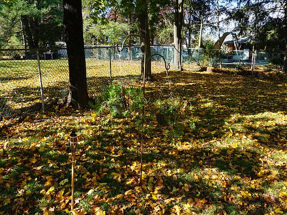 FALL  BACK YARD