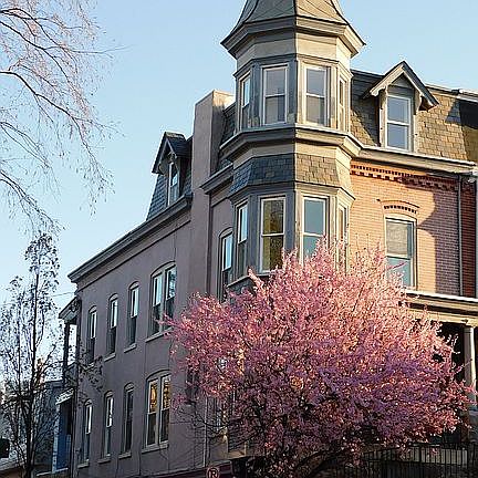 Beautiful Pink Tree