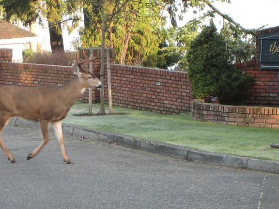 occasional visits by deer
