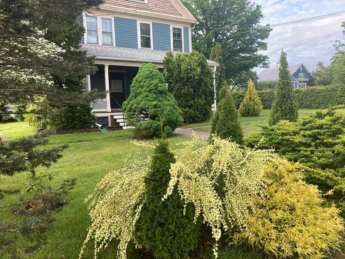 Front Main Entry onto Porch to turn back and enjoy all the blooming plants, shrubs and trees all seasons.
Yellow profusion of Scottish Broom! - 33 Meadow St #A