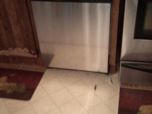 Stainless Steel Dishwasher