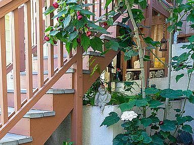 Garden / Patio