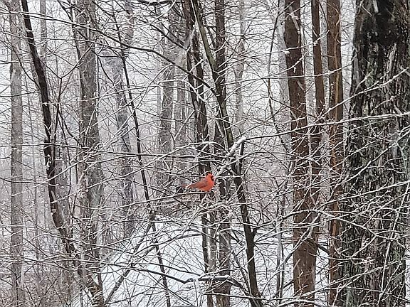 view from front porch