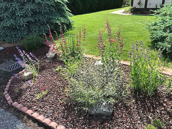 Native plants in front