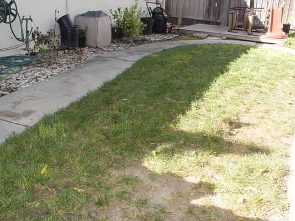 Backyard 3