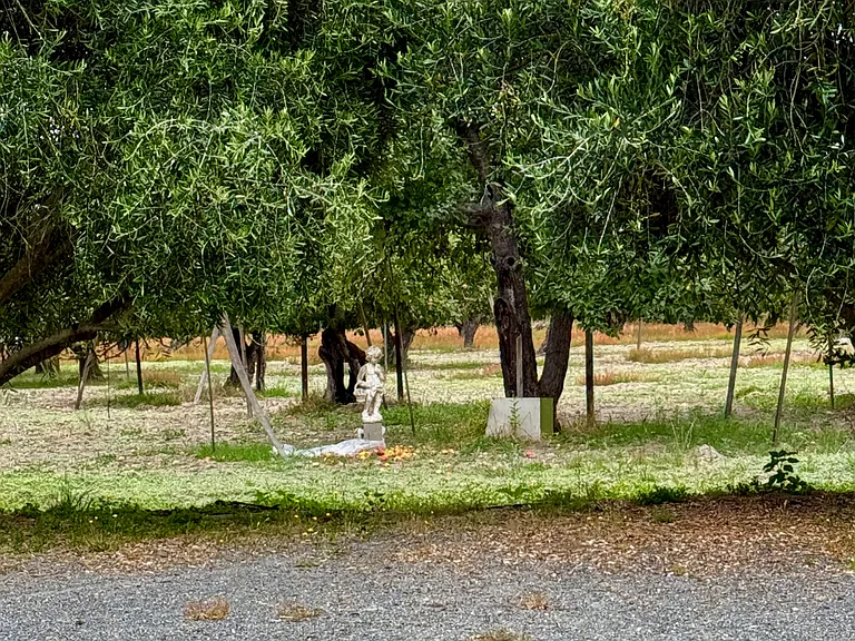 Apple orchard at end of property bordered with Olive trees