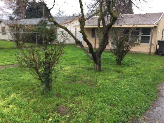 Front Yard with White Peach Tree