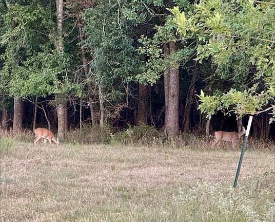 4th image of Lcr 648