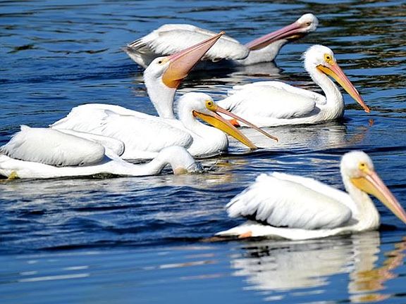 PELICANS ON LAKE
