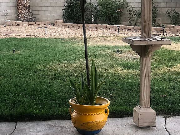 Back yard 