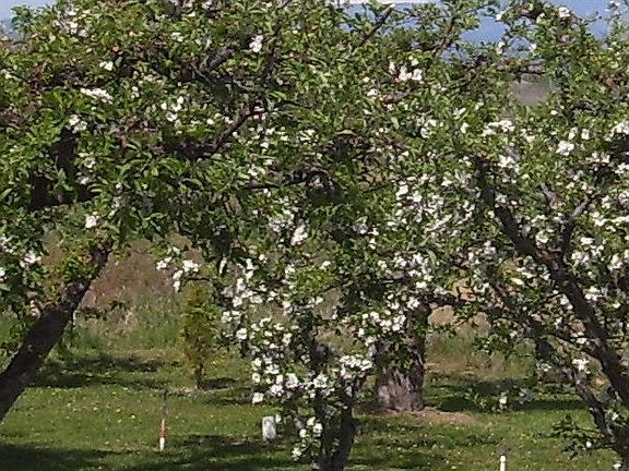 Mt. Rainier over the apple trees