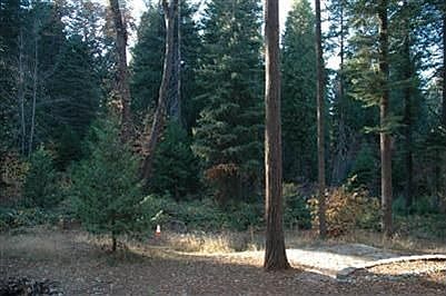 Beautiful Pine Trees on this Flat 1 Acre