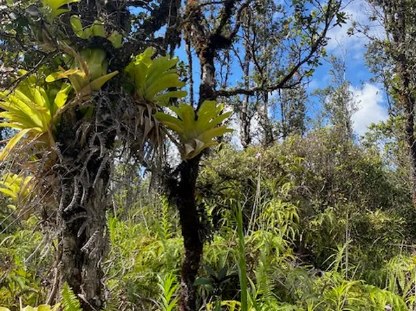 16-2132 Hopue Rd Lot 3147, Kurtistown, HI 96760