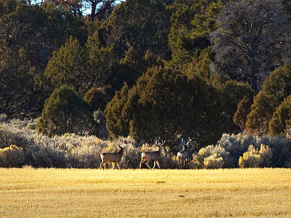 Img 3496 Edit Lockerbyroadranch Lr Wm