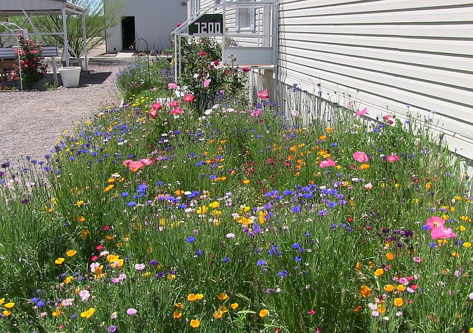 Spring time