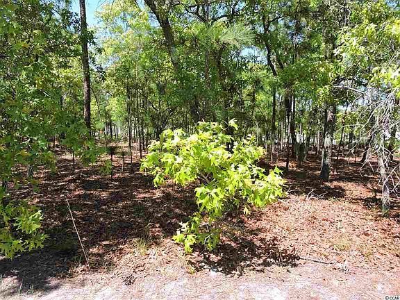 5th image of 53 Bald Cypress Ct