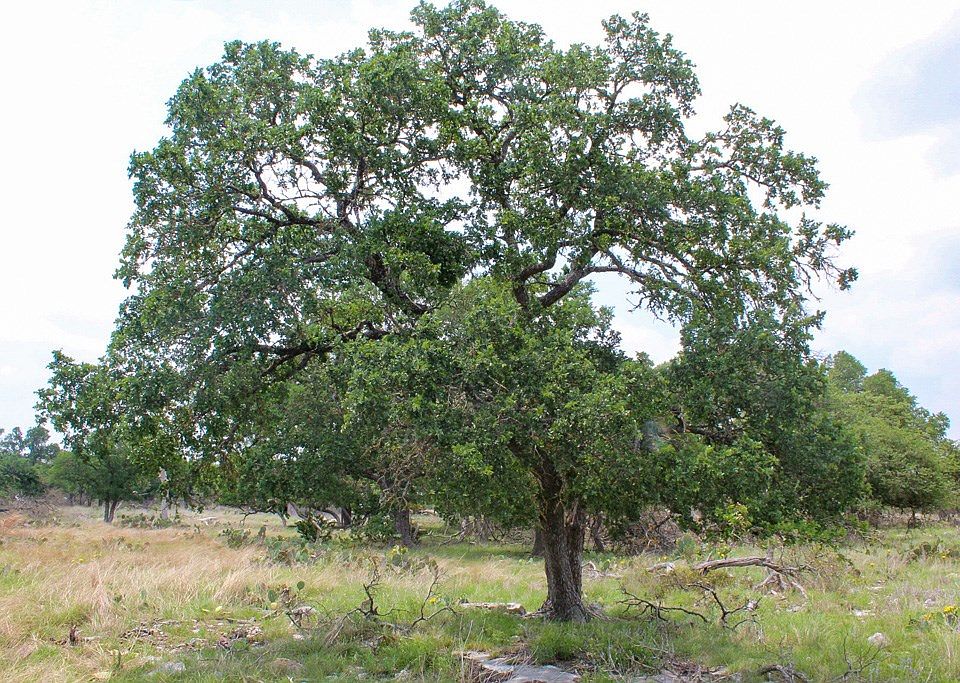2nd image of 228 Lipan Loop