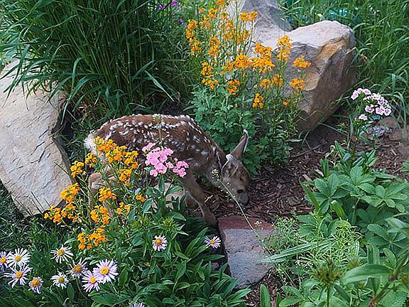 Fawn in wildflowers