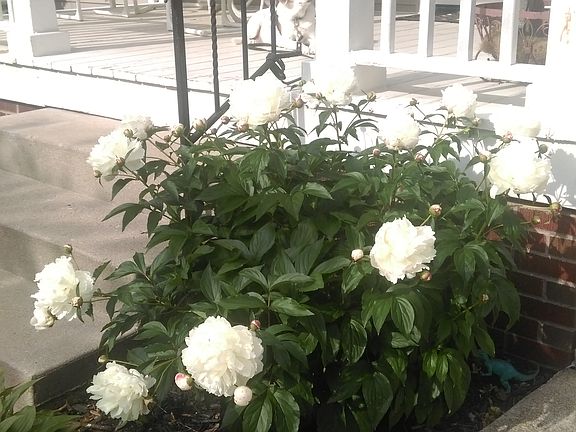 Peonies in bloom