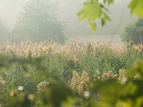 Summer View to Conservation