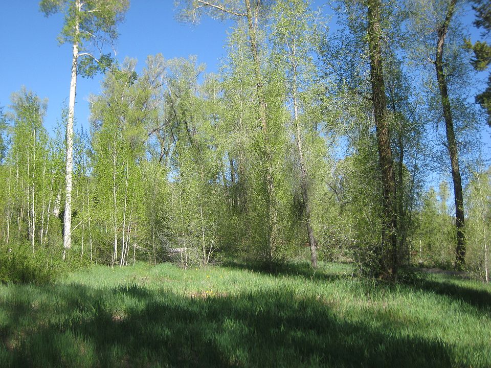 2nd image of 140 Game Trail