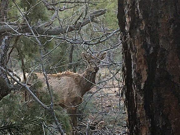 Elk visiting out back 04/22