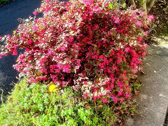 Garden bed outside front door