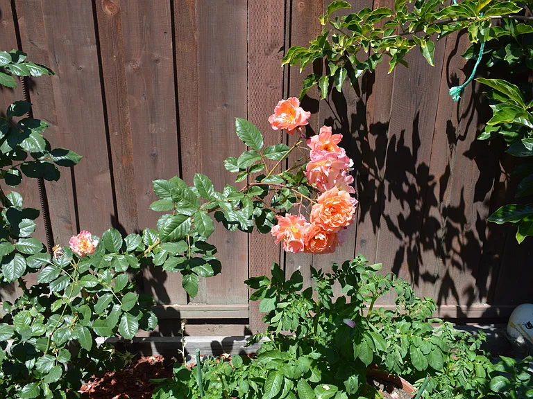 Flower plants