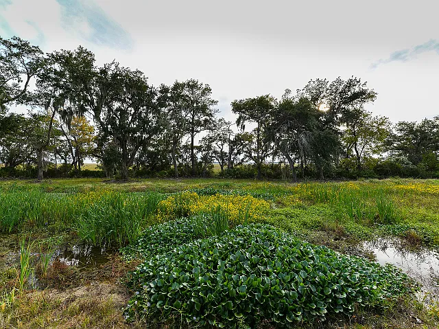 Scenic Marsh