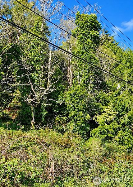 3rd image of 0 Summit Street
