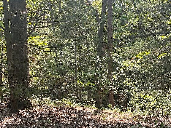 4th image of LOT 11 County Road 2123