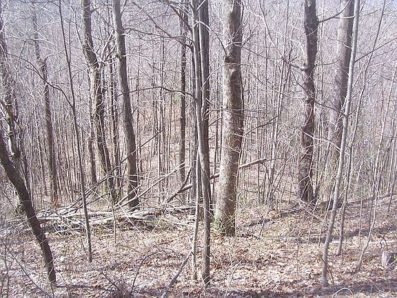 2nd image of Martin Mill Pike