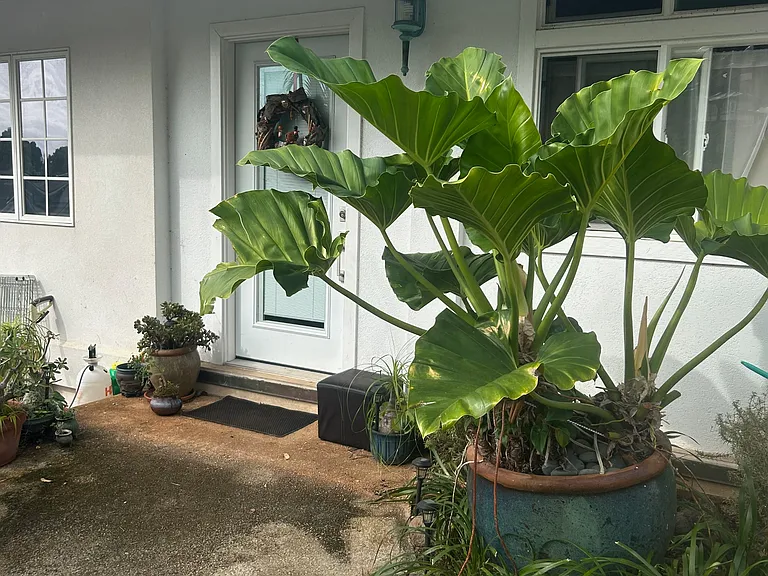 116 Hanupaoa Pl #A — Photo 25