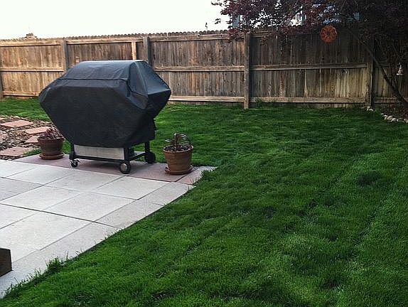 Back Yard! 