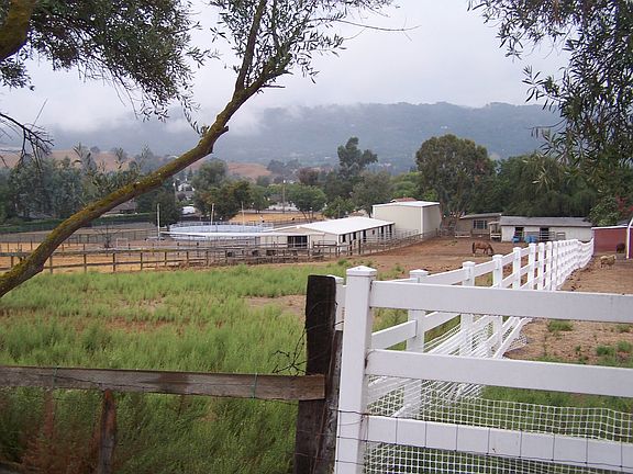 Horses and Large Animals