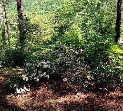 2nd image of Halfnoon Trail Lot 40