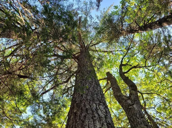 Lot 6 Libby Road, Gouldsboro, ME 04607