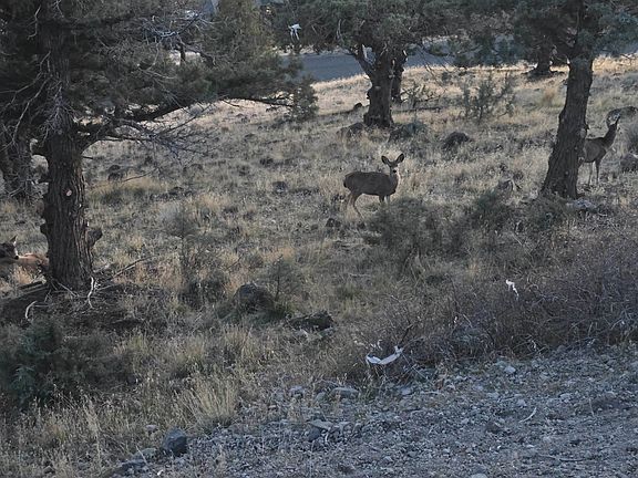 5th image of LOT 263 Stag St