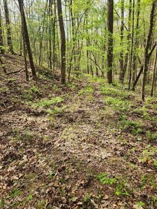 0 Chestnut Mountain Rd, Reliance, TN, 37369