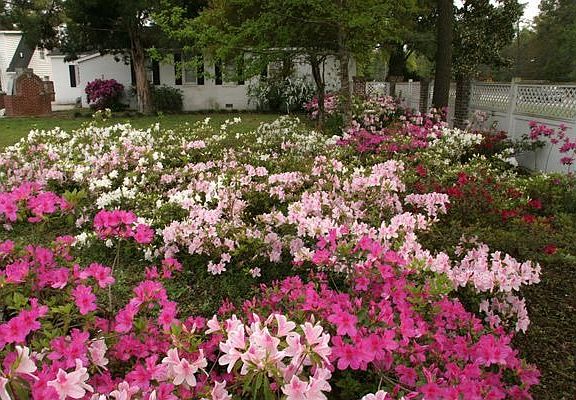 Our Gardens