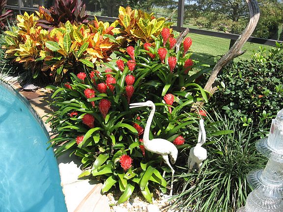 pool flowers