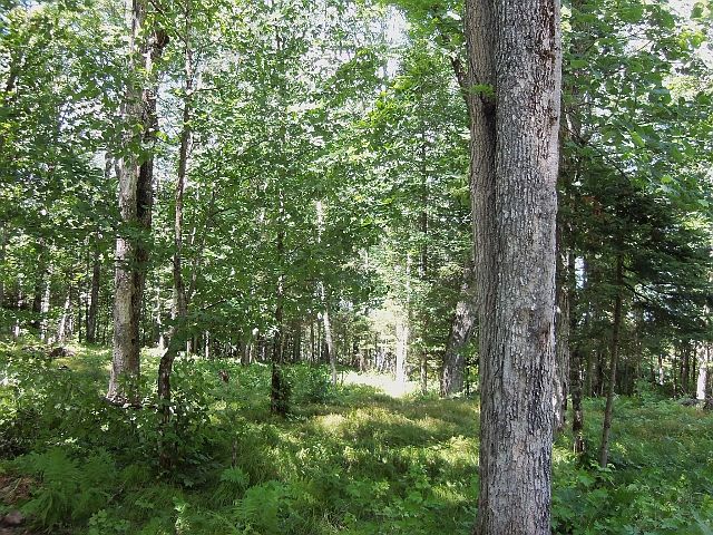Wooded Land