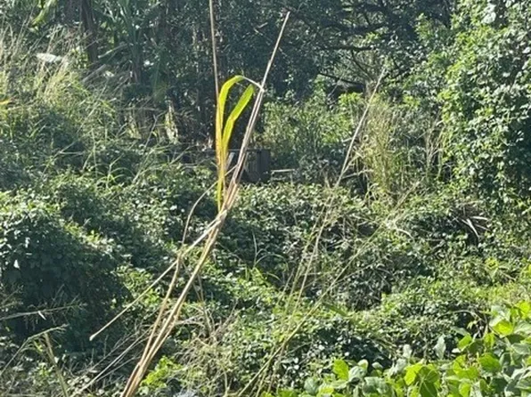 Kai Kane Loop Lot 6, Naalehu, HI 96772