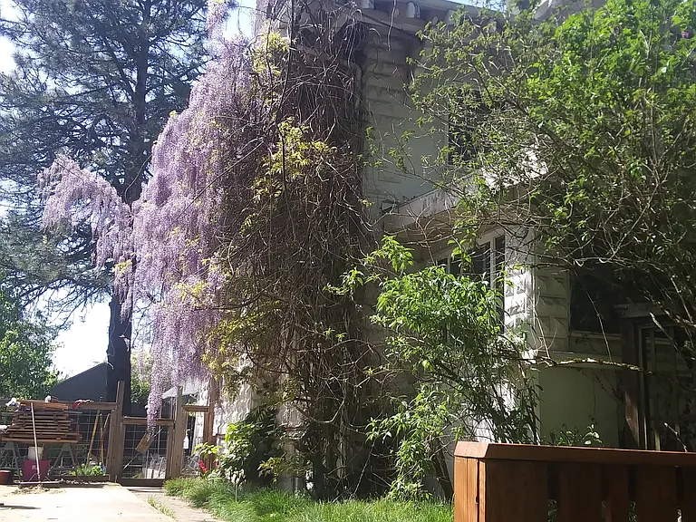 Wisteria Above Apartment - Looking in from the Street