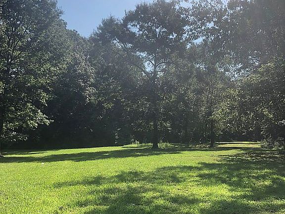 Beautiful large trees