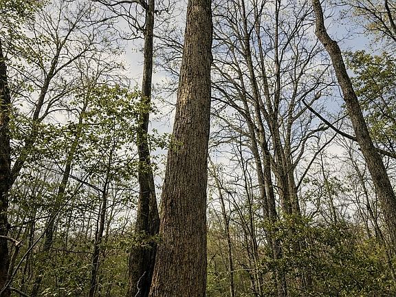 4th image of 0 Circle Rd