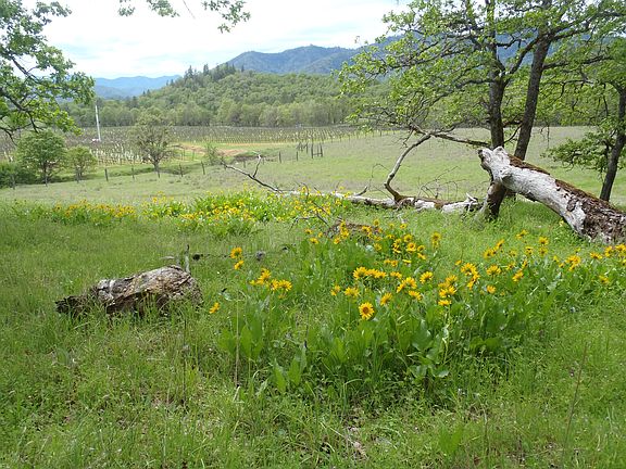 View of Cliff Cr. vineyard