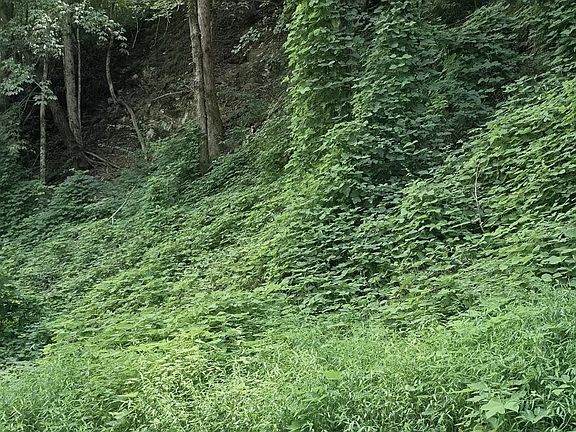 3rd image of 39 Black Walnut Flats Rd Lot 39