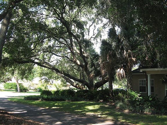 250 yr. old Live Oak