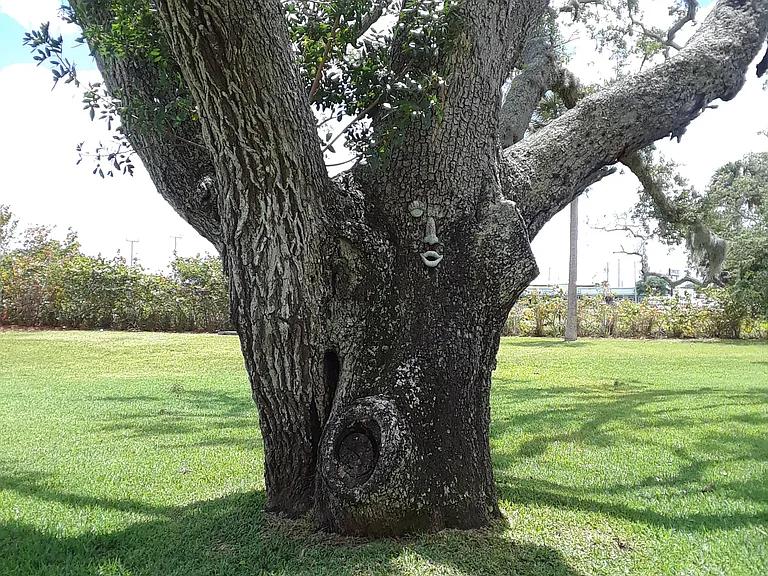Oak trees